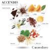 ACCENDIS CUOREDORO EAU DE PARFUM 100ML VAPO LUXURY BOX